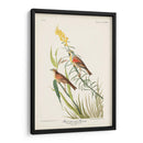 Pl. 384 Bunting Black-Throated - John James Audubon | Cuadro decorativo de Canvas Lab