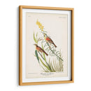 Pl. 384 Bunting Black-Throated - John James Audubon | Cuadro decorativo de Canvas Lab