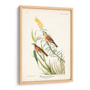 Pl. 384 Bunting Black-Throated - John James Audubon | Cuadro decorativo de Canvas Lab