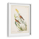Pl. 384 Bunting Black-Throated - John James Audubon | Cuadro decorativo de Canvas Lab