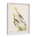 Pl. 384 Bunting Black-Throated - John James Audubon | Cuadro decorativo de Canvas Lab