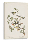 Pl. 414 Curruca De Alas Doradas - John James Audubon | Cuadro decorativo de Canvas Lab