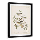Pl. 414 Curruca De Alas Doradas - John James Audubon | Cuadro decorativo de Canvas Lab