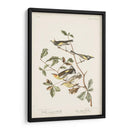 Pl. 414 Curruca De Alas Doradas - John James Audubon | Cuadro decorativo de Canvas Lab