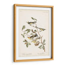 Pl. 414 Curruca De Alas Doradas - John James Audubon | Cuadro decorativo de Canvas Lab