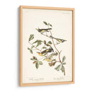Pl. 414 Curruca De Alas Doradas - John James Audubon | Cuadro decorativo de Canvas Lab