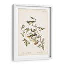 Pl. 414 Curruca De Alas Doradas - John James Audubon | Cuadro decorativo de Canvas Lab