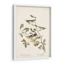 Pl. 414 Curruca De Alas Doradas - John James Audubon | Cuadro decorativo de Canvas Lab