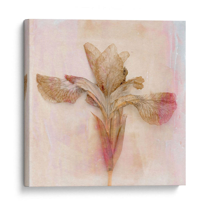 Flores Recordadas I - Judy Stalus | Cuadro decorativo de Canvas Lab