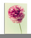 Exuberante Botánico Ii - Judy Stalus | Cuadro decorativo de Canvas Lab