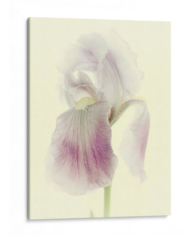 Flores Aglow I - Judy Stalus | Cuadro decorativo de Canvas Lab