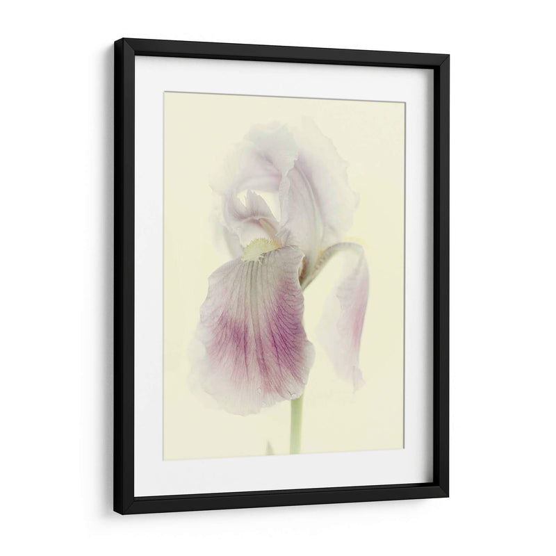 Flores Aglow I - Judy Stalus | Cuadro decorativo de Canvas Lab