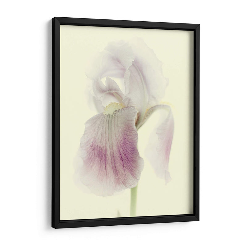 Flores Aglow I - Judy Stalus | Cuadro decorativo de Canvas Lab