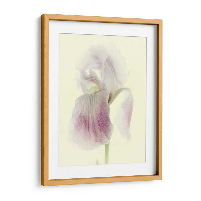 Flores Aglow I - Judy Stalus | Cuadro decorativo de Canvas Lab