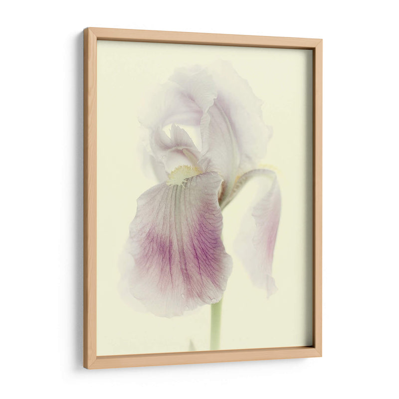 Flores Aglow I - Judy Stalus | Cuadro decorativo de Canvas Lab