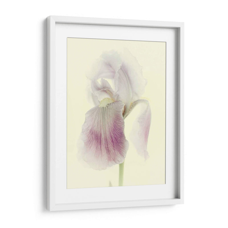 Flores Aglow I - Judy Stalus | Cuadro decorativo de Canvas Lab