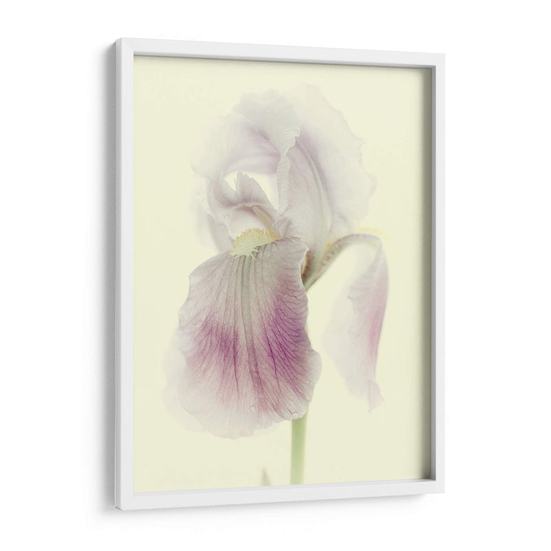 Flores Aglow I - Judy Stalus | Cuadro decorativo de Canvas Lab