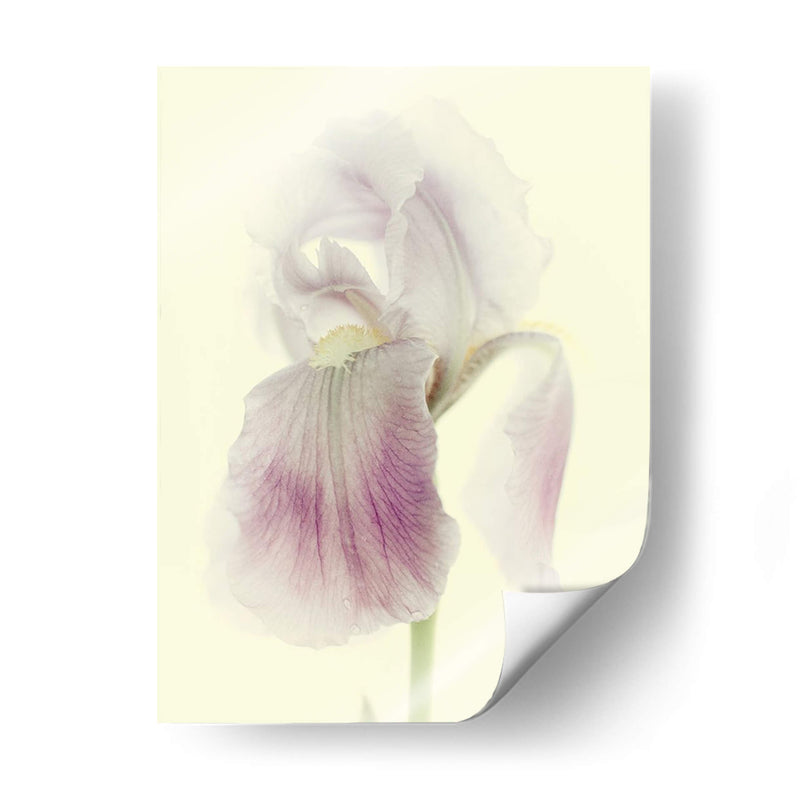 Flores Aglow I - Judy Stalus | Cuadro decorativo de Canvas Lab