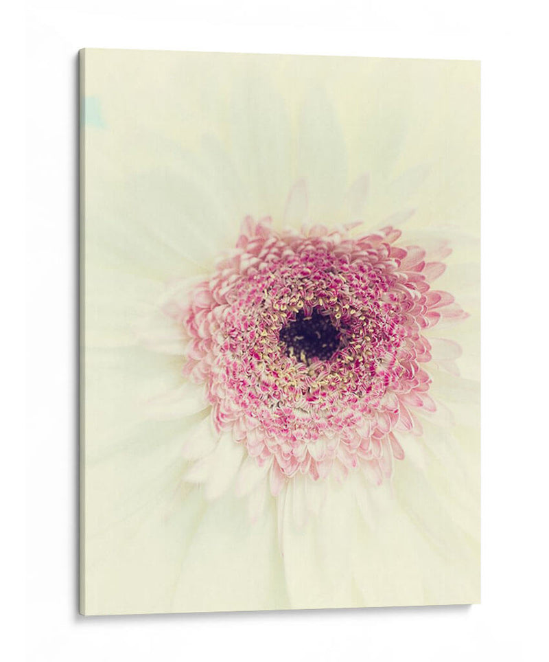 Flores Aglow Ii - Judy Stalus | Cuadro decorativo de Canvas Lab