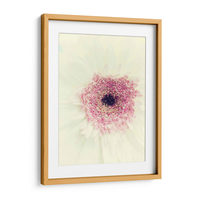 Flores Aglow Ii - Judy Stalus | Cuadro decorativo de Canvas Lab