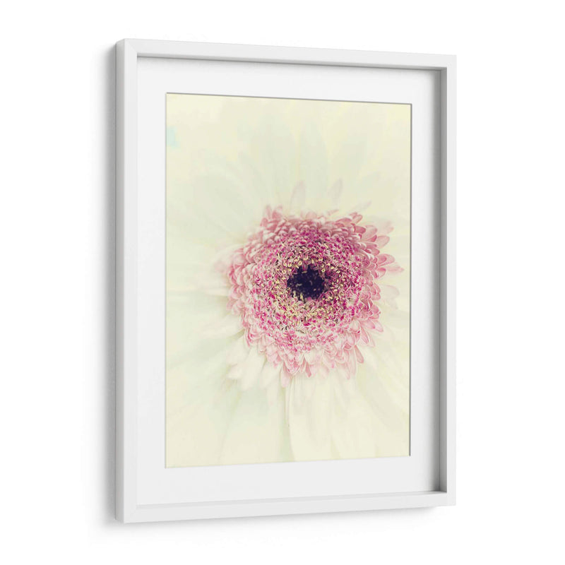 Flores Aglow Ii - Judy Stalus | Cuadro decorativo de Canvas Lab