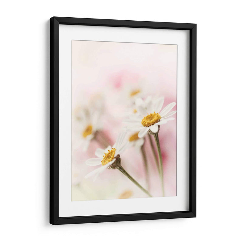 Flores Aglow Iii - Judy Stalus | Cuadro decorativo de Canvas Lab