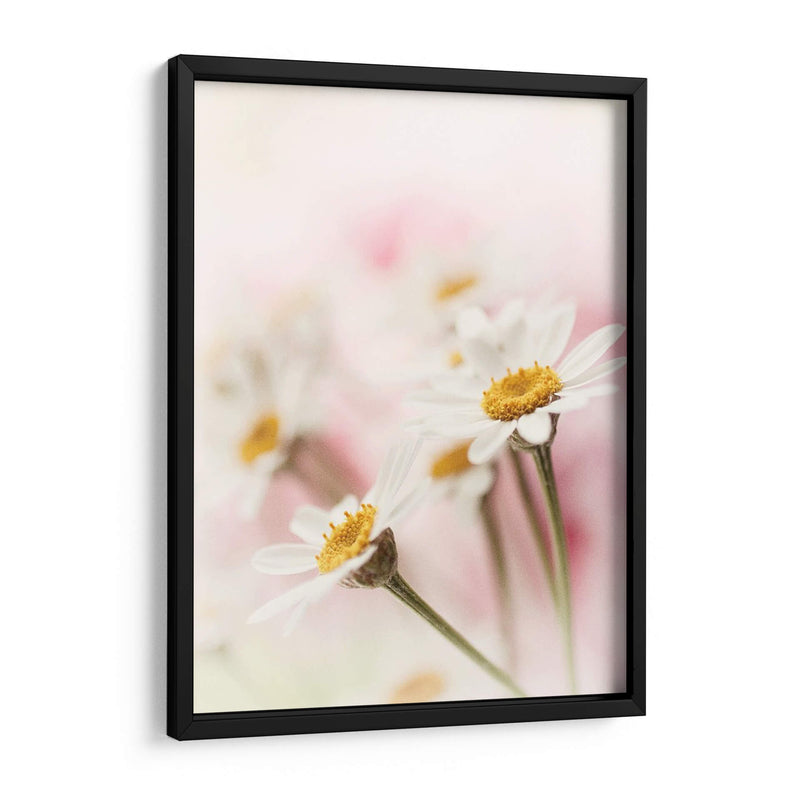 Flores Aglow Iii - Judy Stalus | Cuadro decorativo de Canvas Lab