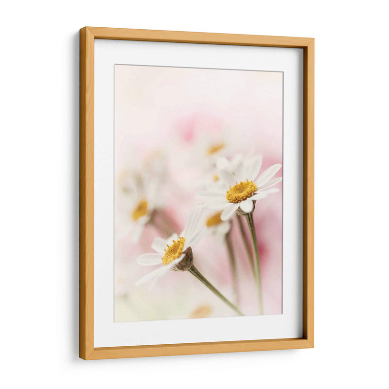 Flores Aglow Iii - Judy Stalus | Cuadro decorativo de Canvas Lab