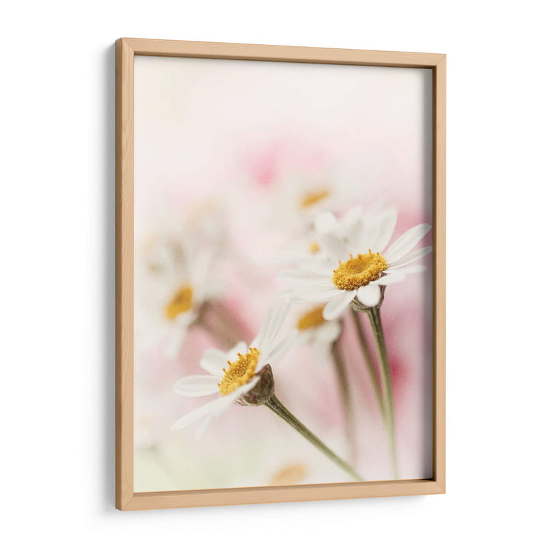 Flores Aglow Iii - Judy Stalus | Cuadro decorativo de Canvas Lab