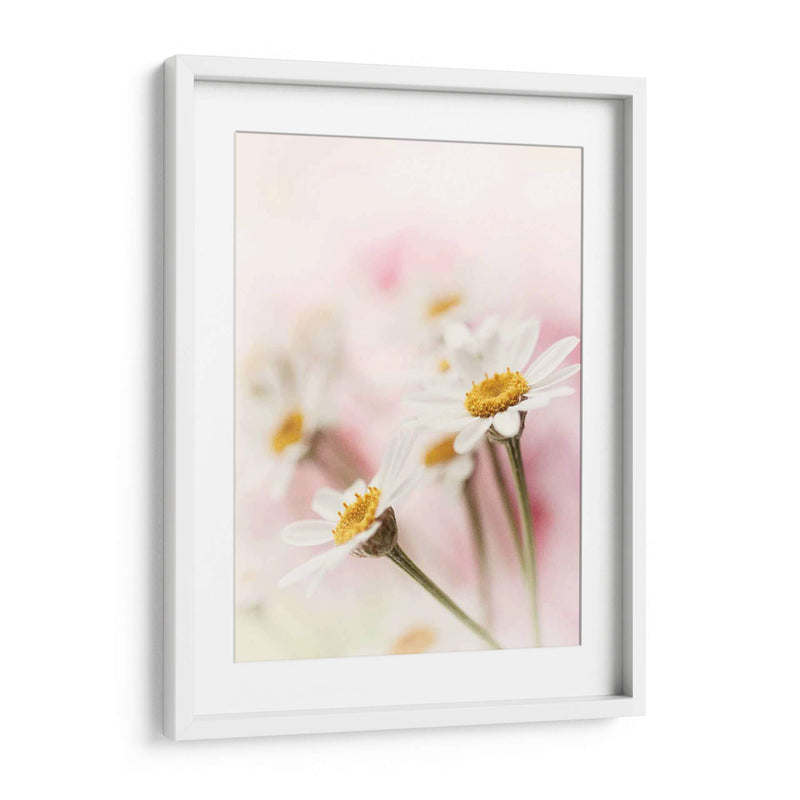 Flores Aglow Iii - Judy Stalus | Cuadro decorativo de Canvas Lab