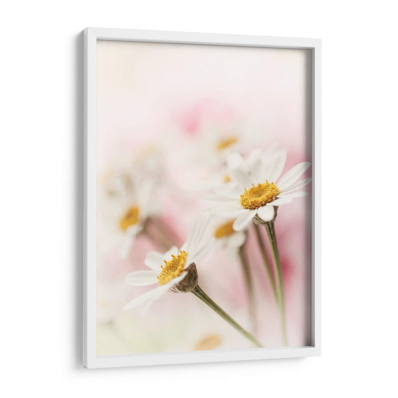 Flores Aglow Iii - Judy Stalus | Cuadro decorativo de Canvas Lab