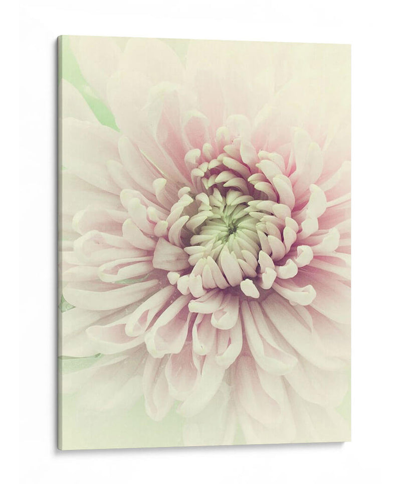 Flores Aglow Iv - Judy Stalus | Cuadro decorativo de Canvas Lab