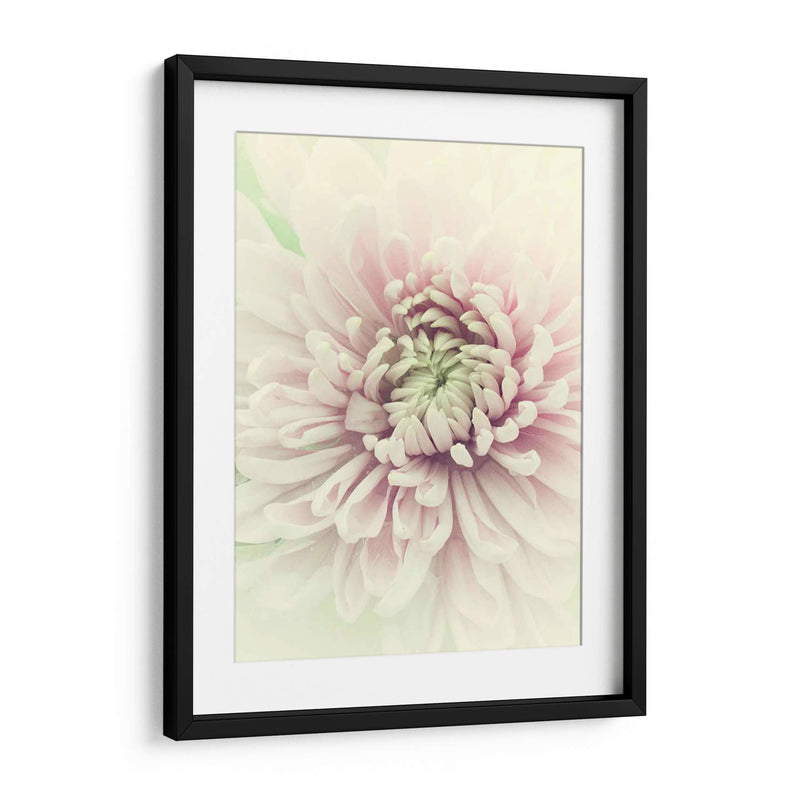 Flores Aglow Iv - Judy Stalus | Cuadro decorativo de Canvas Lab