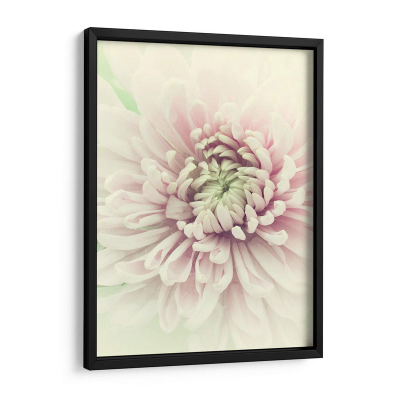 Flores Aglow Iv - Judy Stalus | Cuadro decorativo de Canvas Lab