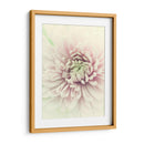 Flores Aglow Iv - Judy Stalus | Cuadro decorativo de Canvas Lab