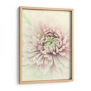 Flores Aglow Iv - Judy Stalus | Cuadro decorativo de Canvas Lab