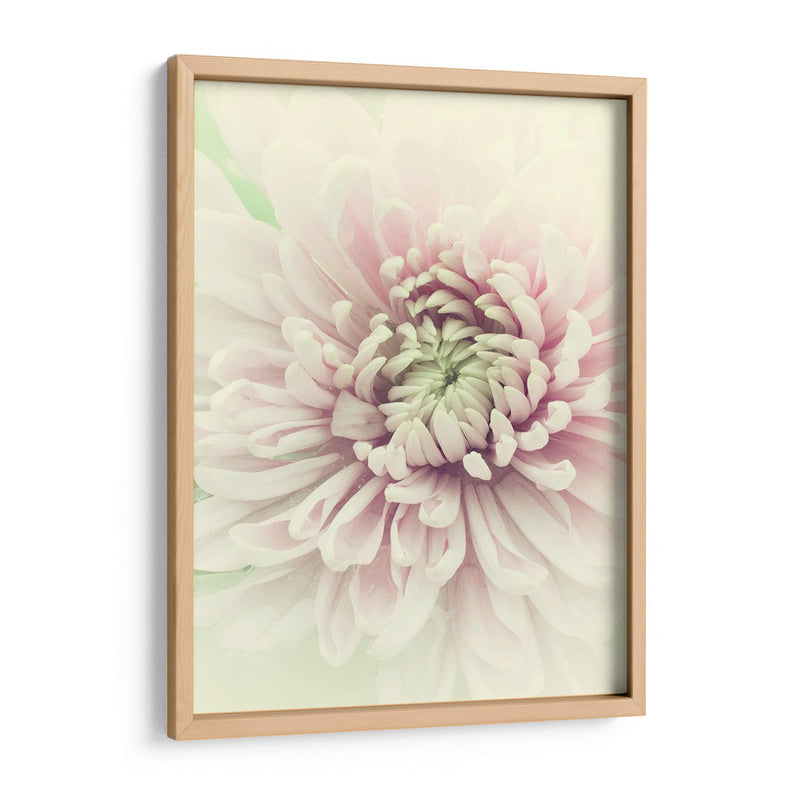 Flores Aglow Iv - Judy Stalus | Cuadro decorativo de Canvas Lab