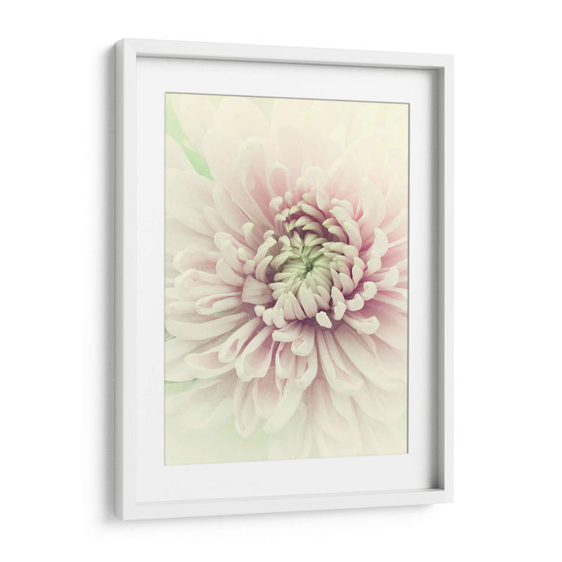 Flores Aglow Iv - Judy Stalus | Cuadro decorativo de Canvas Lab