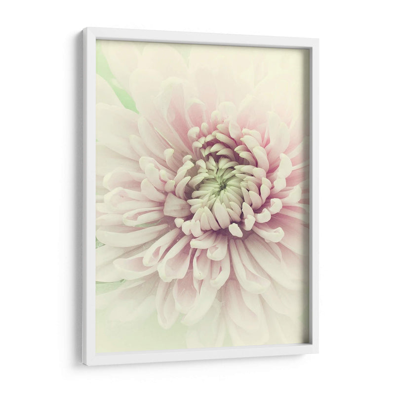 Flores Aglow Iv - Judy Stalus | Cuadro decorativo de Canvas Lab