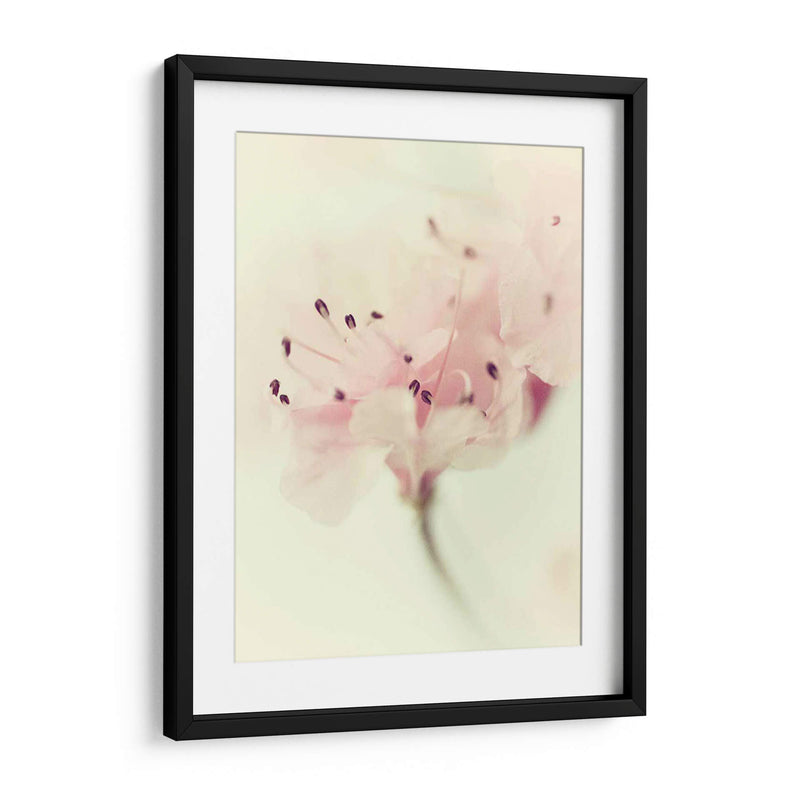 Flores Aglow V - Judy Stalus | Cuadro decorativo de Canvas Lab