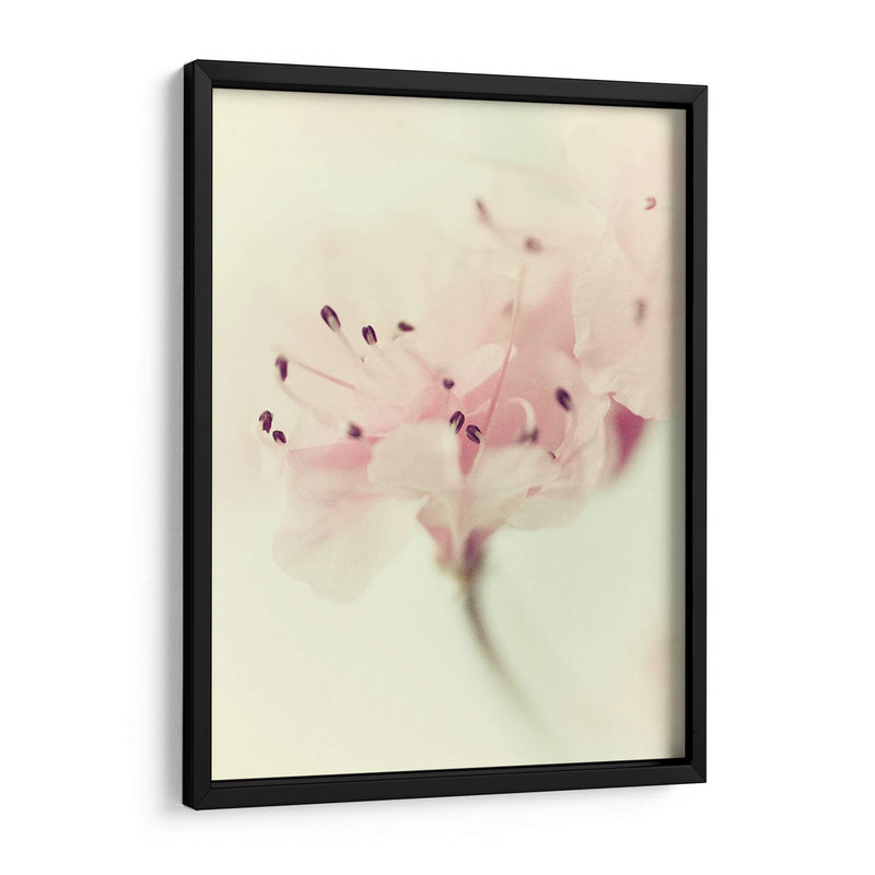 Flores Aglow V - Judy Stalus | Cuadro decorativo de Canvas Lab