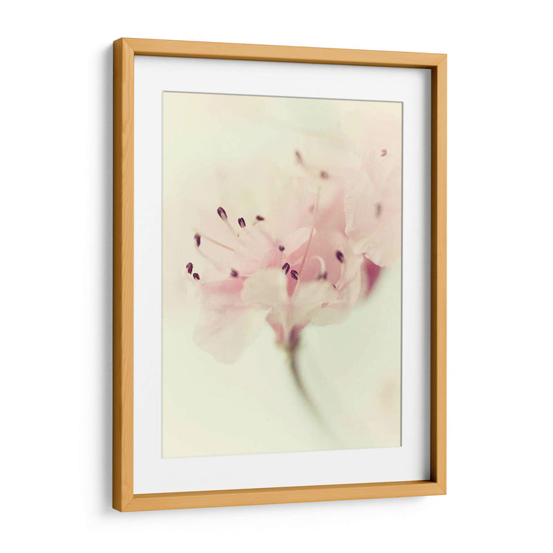 Flores Aglow V - Judy Stalus | Cuadro decorativo de Canvas Lab