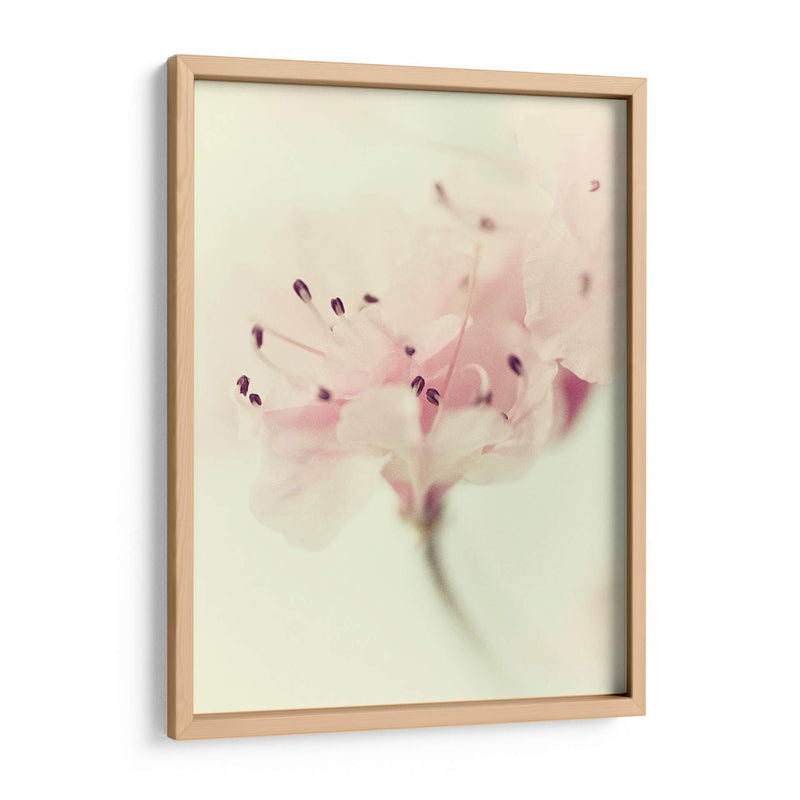 Flores Aglow V - Judy Stalus | Cuadro decorativo de Canvas Lab