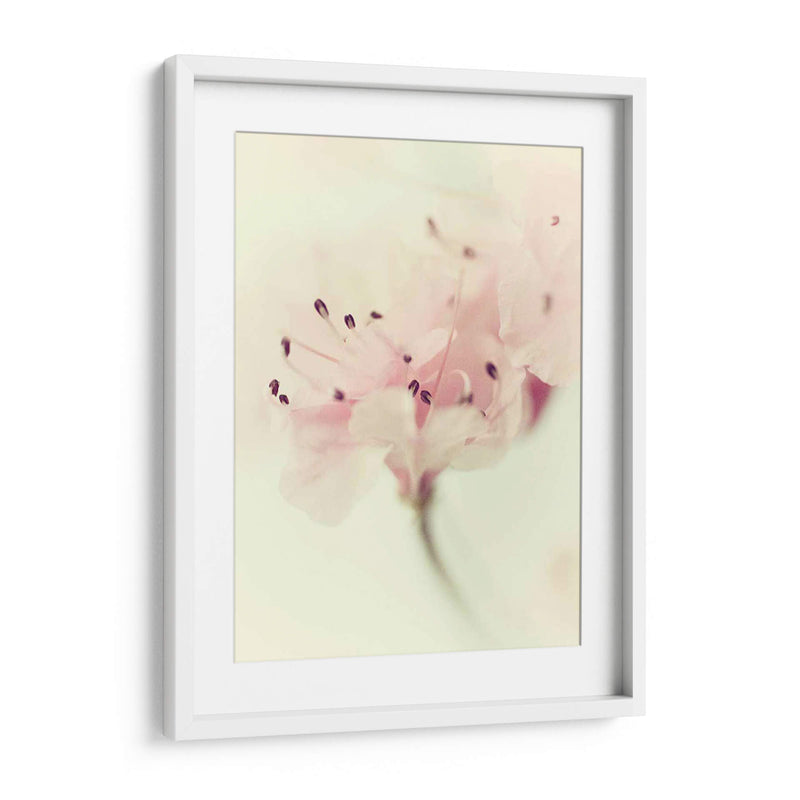 Flores Aglow V - Judy Stalus | Cuadro decorativo de Canvas Lab