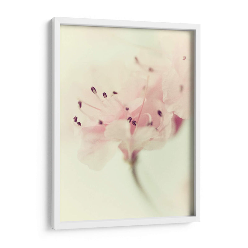 Flores Aglow V - Judy Stalus | Cuadro decorativo de Canvas Lab