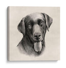 Labrador De Carbón I - Grace Popp | Cuadro decorativo de Canvas Lab