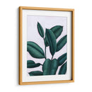 Verdante Ficus I - Grace Popp | Cuadro decorativo de Canvas Lab