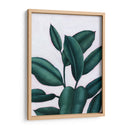 Verdante Ficus I - Grace Popp | Cuadro decorativo de Canvas Lab