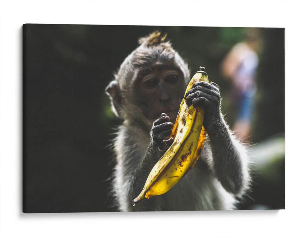 Mono con banana | Cuadro decorativo de Canvas Lab