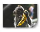 Mono con banana | Cuadro decorativo de Canvas Lab